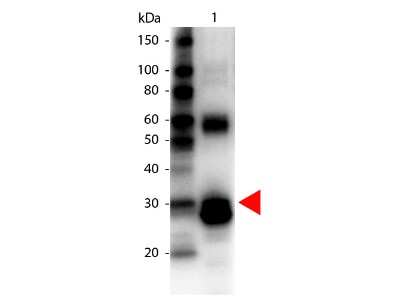 Western Blot: Asparaginase Antibody [Biotin] [NB120-20646] - Lane 1: L-Asparaginase. Lane 2: none. Load: 100 ng per lane. Primary antibody: Biotin Conjugated L-Asparaginase antibody at 1:1000 for overnight at 4C. Secondary antibody: HRP Streptavidin secondary antibody at 1:40,000 for 30 min at RT. Block: incubated with blocking buffer for 30 min at RT. Predicted/Observed size: 32 kDa for L-Asparaginase. Other band(s): L-Asparaginase splice variants and isoforms.